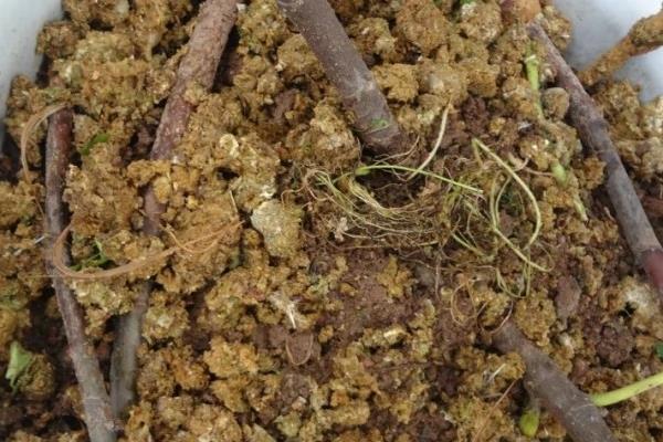 养鸡场鸡粪应该怎么处理才好？