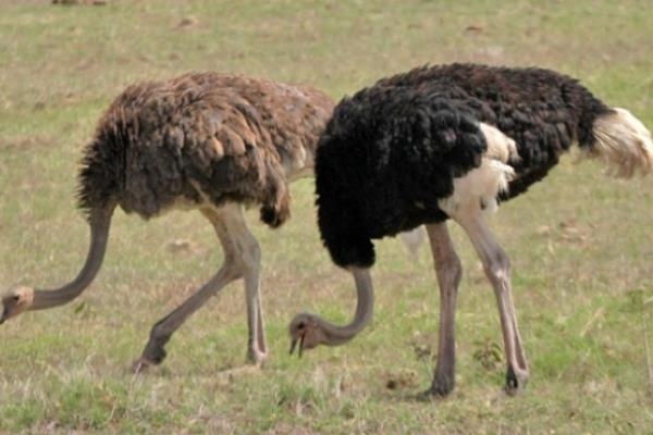 大庆一老汉养殖鸵鸟有新招