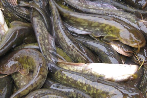 养一亩鲶鱼能赚多少钱?养鲶鱼的成本和利润