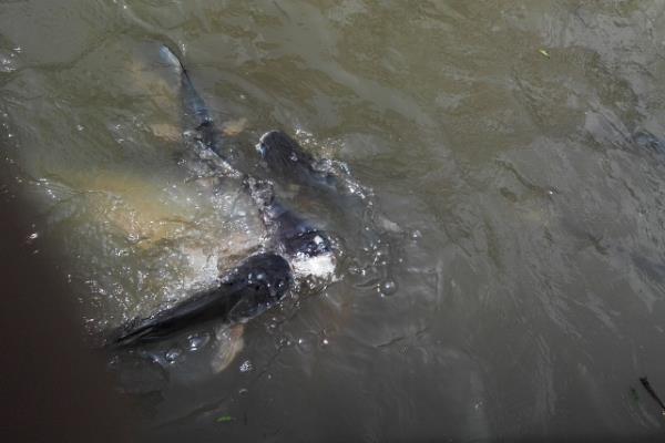 养一亩鲶鱼能赚多少钱?养鲶鱼的成本和利润