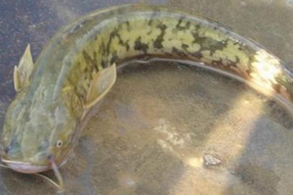 养一亩鲶鱼能赚多少钱?养鲶鱼的成本和利润