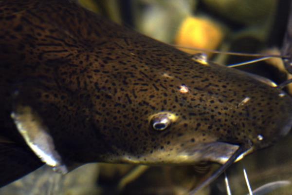 养一亩鲶鱼能赚多少钱?养鲶鱼的成本和利润