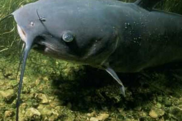 养一亩鲶鱼能赚多少钱?养鲶鱼的成本和利润