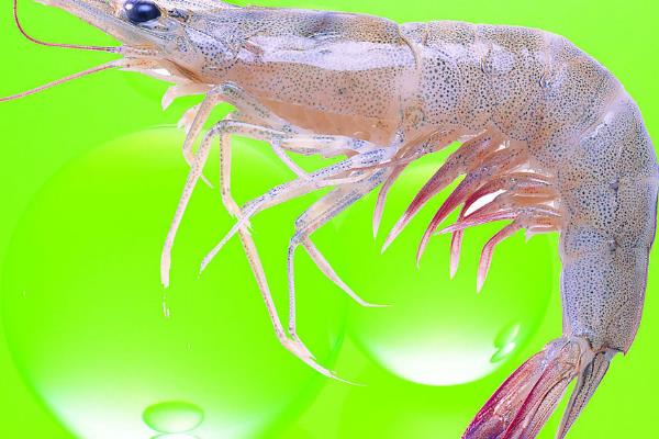 养虾养出的一片新天地