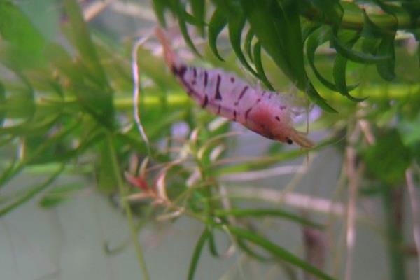 养虾养出的一片新天地