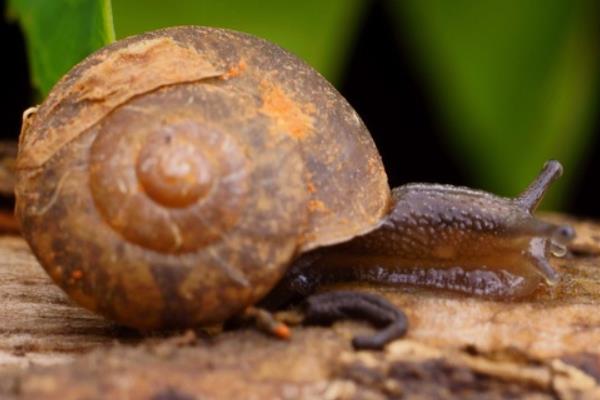2015养蜗牛赚钱吗?2015蜗牛养殖前景及市场价格分析