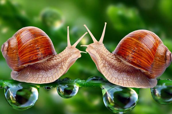 2015养蜗牛赚钱吗?2015蜗牛养殖前景及市场价格分析