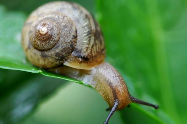 2015养蜗牛赚钱吗?2015蜗牛养殖前景及市场价格分析