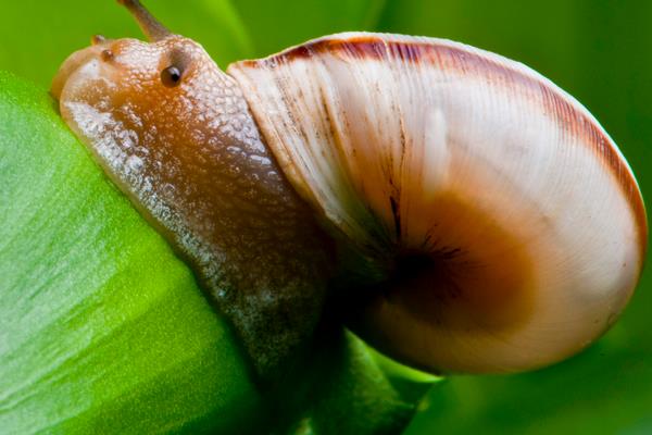 2015养蜗牛赚钱吗?2015蜗牛养殖前景及市场价格分析