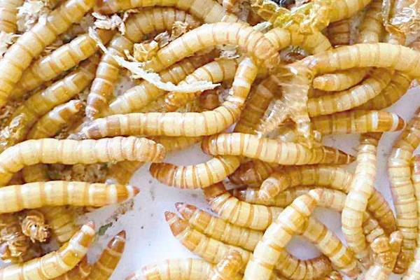 养黄粉虫的利润