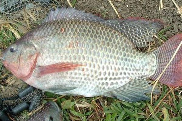 养罗非鱼赚钱吗？怎样养罗非鱼？