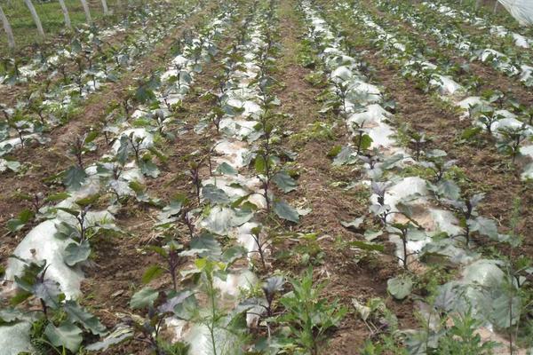 茄子的栽培技术