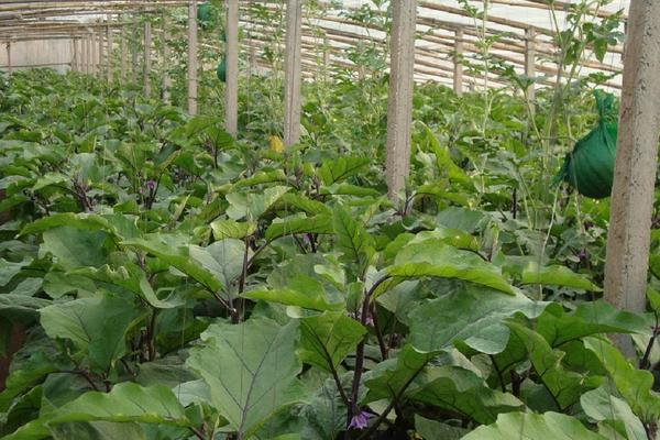 茄子的栽培技术