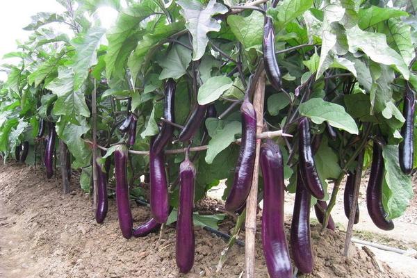 茄子的栽培技术