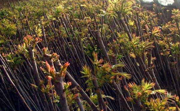 香椿种植技术视频