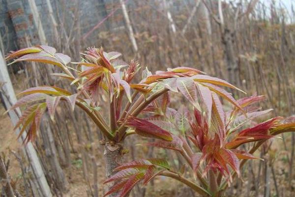 香椿种植技术视频