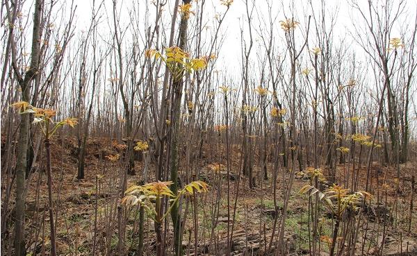香椿种植技术视频