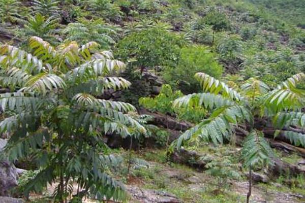 香椿种植技术视频