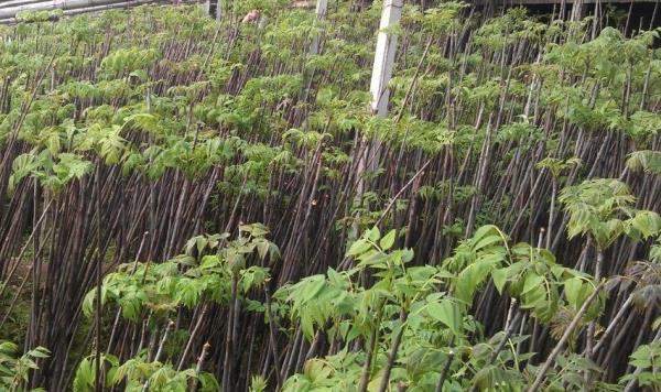 香椿种植技术视频