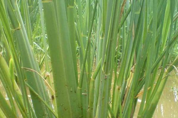 2018种茭白赚钱吗?茭白种植的利润与投资成本及前景预测