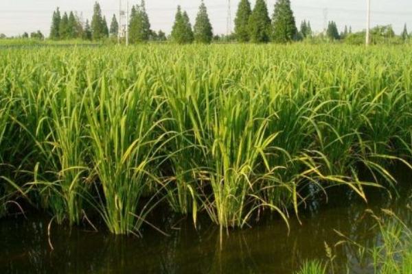 2018种茭白赚钱吗?茭白种植的利润与投资成本及前景预测