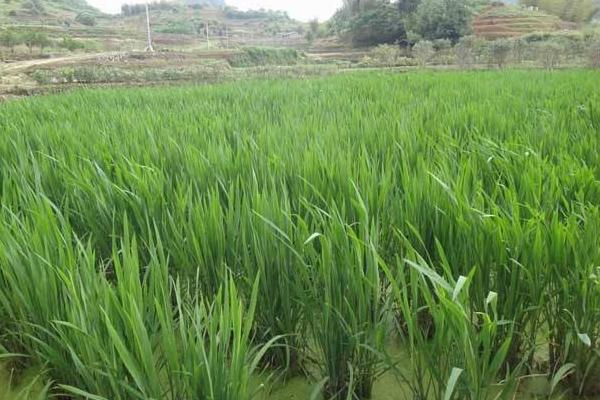 2018种茭白赚钱吗?茭白种植的利润与投资成本及前景预测