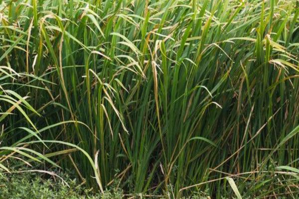 2018种茭白赚钱吗?茭白种植的利润与投资成本及前景预测