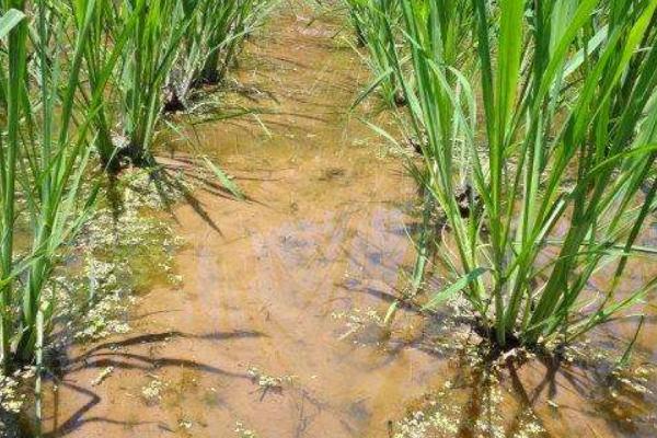 2018种茭白赚钱吗?茭白种植的利润与投资成本及前景预测