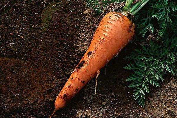 2018种胡萝卜赚钱吗？胡萝卜种植的利润与投资成本及前景预测