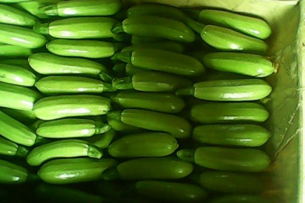 2018种西葫芦赚钱吗?西葫芦种植的利润与投资成本及前景预测