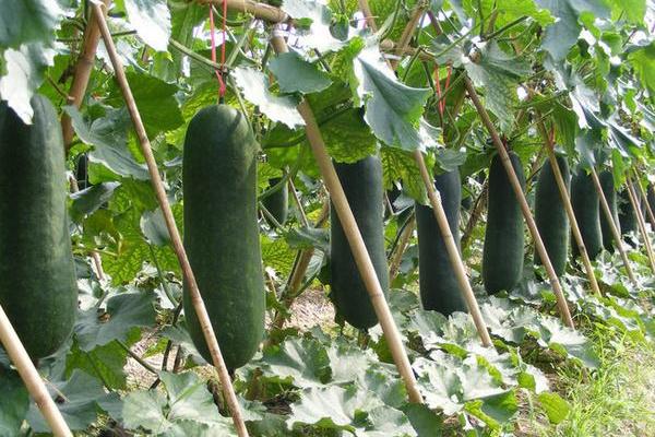 2018种西葫芦赚钱吗?西葫芦种植的利润与投资成本及前景预测
