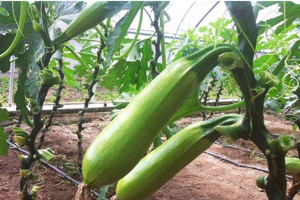 2018种西葫芦赚钱吗?西葫芦种植的利润与投资成本及前景预测