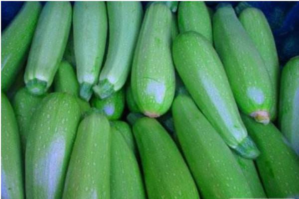 2018种西葫芦赚钱吗?西葫芦种植的利润与投资成本及前景预测