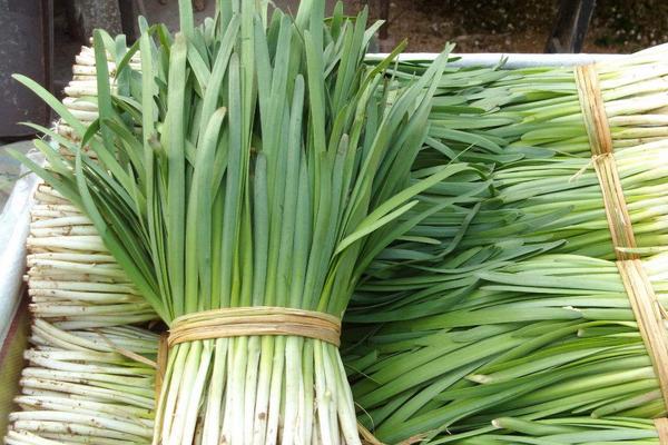 韭菜为什么补肾