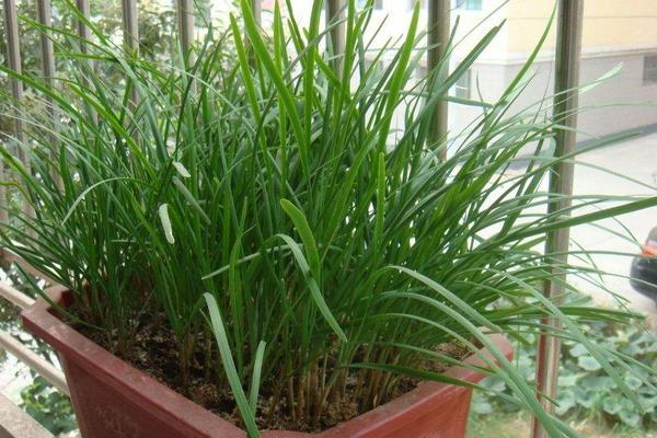 种韭菜是几月份种