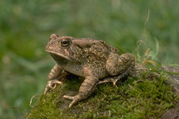 2015养蟾蜍赚钱吗？2015蟾蜍养殖前景及市场价格分析