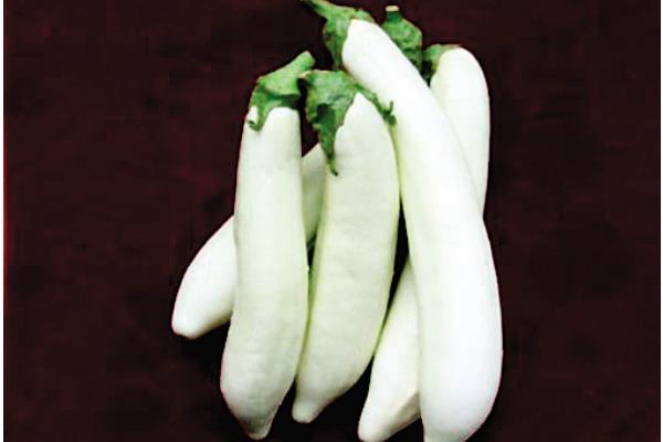 白茄子能治雀斑吗