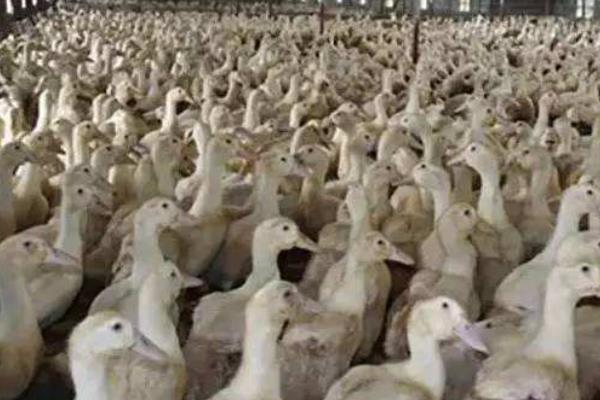 养1000只肉鸭能赚多少钱?养肉鸭的成本和利润