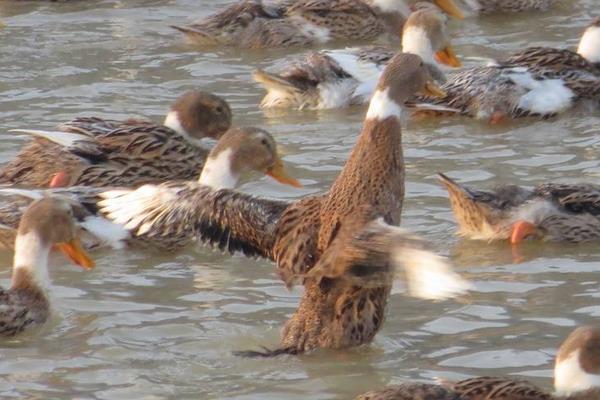 养1000只肉鸭能赚多少钱?养肉鸭的成本和利润