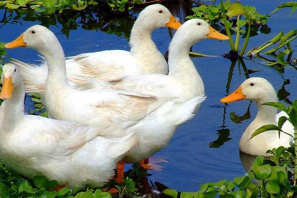 养1000只肉鸭能赚多少钱?养肉鸭的成本和利润