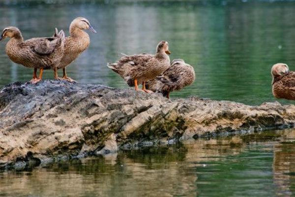 养1000只肉鸭能赚多少钱?养肉鸭的成本和利润