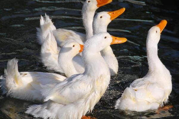 养1000只肉鸭能赚多少钱?养肉鸭的成本和利润