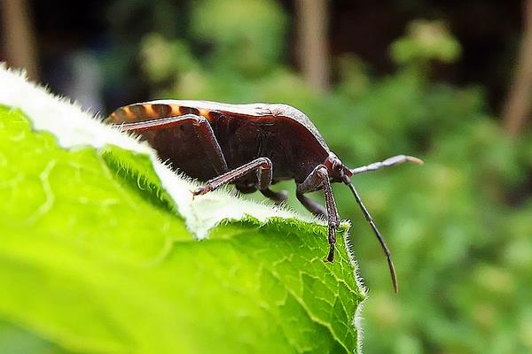 中药九香虫2015行情看好 价格破1000元