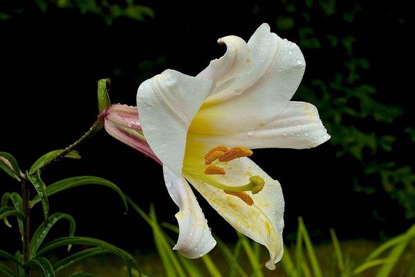 百合花的花语是什么?百合花可以放在室内养吗?