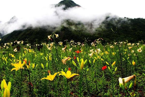 百合花的花语是什么?百合花可以放在室内养吗?