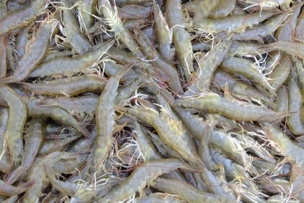 2018养南美白对虾赚钱吗？南美白对虾养殖的利润与投资成本及前景预测