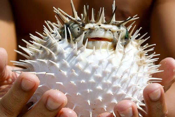 2018养河豚赚钱吗?河豚养殖的利润与投资成本及前景预测