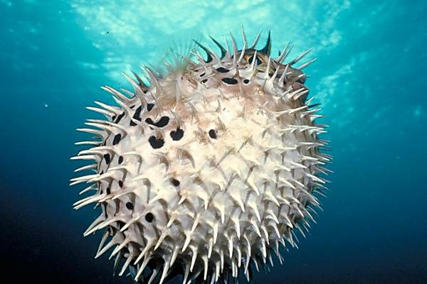 2018养河豚赚钱吗?河豚养殖的利润与投资成本及前景预测