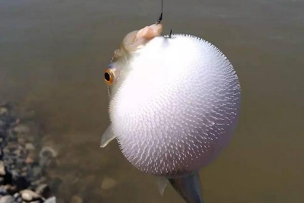 2018养河豚赚钱吗?河豚养殖的利润与投资成本及前景预测