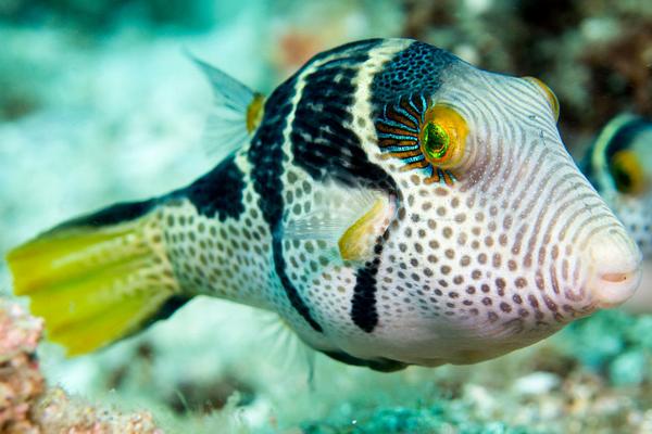 2018养河豚赚钱吗?河豚养殖的利润与投资成本及前景预测